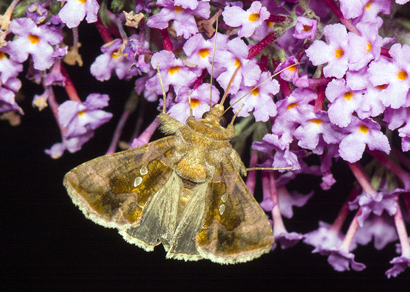Chrysodeixis chalcites, Noctuidae